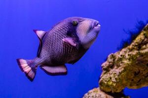 Balistoide viridescens Fisch foto