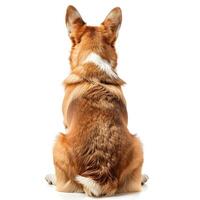 ai generiert zurück Aussicht von ein voll Körper Corgi Hund isoliert auf ein Weiß Hintergrund. hohe Auflösung. ai generativ foto