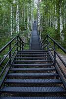 ein Eisen Treppe gehen weit oben durch ein Birke Hain. gehen durch das Wald im das frisch Luft. foto