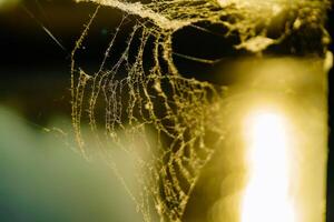 Spinne Netz mit Sonne. abstrakt Hintergrund foto