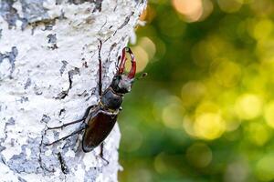 Hirsch Käfer Lucanus Gebärmutterhals draussen Szene im natürlich Lebensraum foto