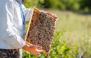 Imker hält ein Rahmen mit Larven von Bienen im seine Hände auf das natürlich Hintergrund. Mann halten Rahmen voll von Bienen kriechen auf ein Bienenwabe. Bienenhaus Konzept foto