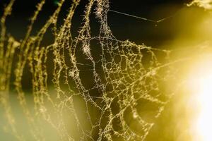 Spinne Netz mit Sonne. Hintergrund von ein brillant Netz foto