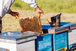 Imker beim arbeiten. Bienenhaus. Frames von ein Bienenstock foto