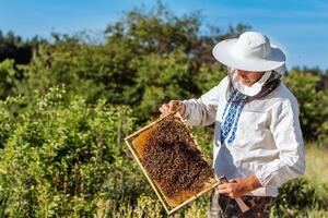 das Imker hält ein Honig Zelle mit Bienen im seine Hände. Imkerei. Bienenhaus foto