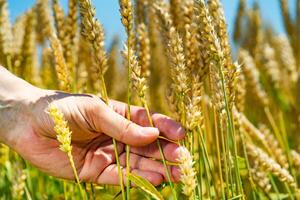 Mensch hält Weizen im seine Hand auf das Hintergrund von Feld im das Sommer- foto