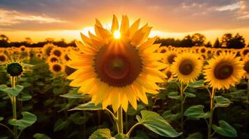 ai generiert das golden Stunde Licht auf ein Feld von Sonnenblumen foto