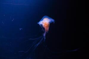 klein Quallen beleuchtet mit Blau Licht Schwimmen im Aquarium. foto