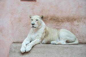 weiblich Löwe, Panthera Löwe, Löwin Porträt, Kopf Profil auf Sanft Hintergrund, suchen zu das links, mit Raum zum Text auf links Seite foto