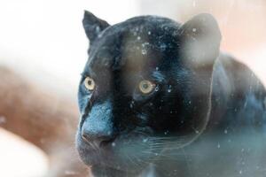 schwarz Panther Schuss schließen oben hinter Glas beim das Zoo foto