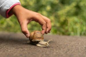 Studie von Natur und das Umfeld. klein Schnecke auf ein Kinder Hand foto