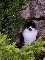 ein schwarz und Weiß Katze Sitzung auf ein Felsen foto