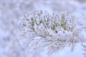 Grün Geäst von das Fichte und Nadeln sind bedeckt mit Schnee Kristalle und Frost nach stark Winter Fröste. foto