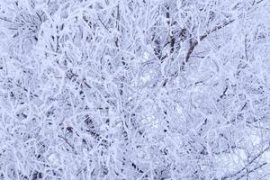 Geäst Baum sind bedeckt mit Schnee Kristalle und Frost nach stark Winter Frost. foto