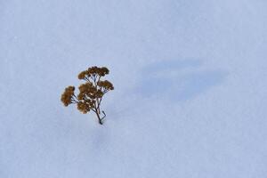 getrocknet Blume hervorsteht von das Schnee auf ein sauber Weiß Leinwand, ein Leise Testament zu Ändern Jahreszeiten. foto