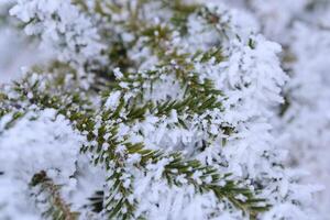 Grün Geäst von das Fichte und Nadeln sind bedeckt mit Schnee Kristalle und Frost nach stark Winter Fröste. foto