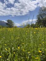 ein Feld von Gelb Blumen unter ein Blau Himmel foto