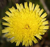 ein Gelb Blume mit ein Grün Stengel foto