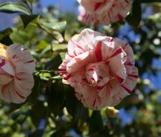 ein Rosa und Weiß Blume foto