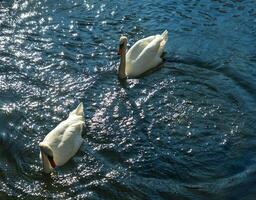 zwei Schwäne Schwimmen im ein See foto