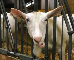 ein Ziege kleben es ist Zunge aus durch ein Metall Zaun foto
