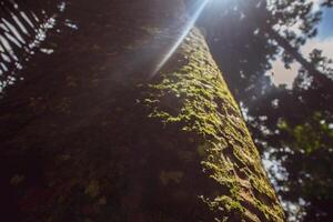 Wald Bäume mit Sonnenlicht im tropisch Regenwald Indonesien foto
