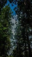 tropisch Regen Wald im Süd-Ost Asien . foto