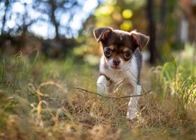 spielerisch Chihuahua Hündchen im golden Gras foto