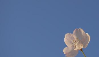 zart und schön Kirsche blühen gegen Blau Himmel Hintergrund. Sakura Blüte. japanisch Kirsche Blüte. foto