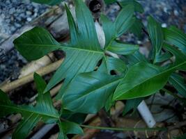 Philodendron Florida Schönheit Grün Leafe perfekt Leafe Form und großartig Natur Design foto