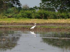 Weiß Vogel Reiher im Reis Landwirtschaft und Wasser Refektion foto