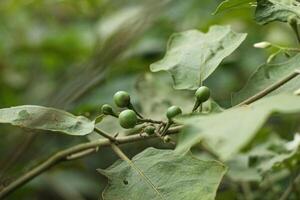 Takokak, Tekokak, Rimbang oder Aubergine Solanum Torvum ist ein Pflanze von das Aubergine Familie Solanaceae deren Obst und Saat sind benutzt wie Gemüse und gegessen roh. isoliert auf verwischen Hintergrund foto