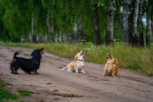 Gruppe von glücklich Hunde Betrieb. froh inländisch Haustiere spielen auf Wiese. Hintergrund mit Grün Bäume Gras und Blumen. foto