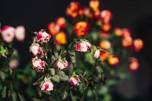 Anordnung von getrocknet Rosa und Gelb Rosen Über das grau Hintergrund. Sterben Rosen im Strauß. Nahansicht foto