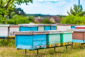 bunt Bienenstöcke im das Bienengarten im ukrainisch Dorf. Reihen von bunt Bienenstock Stand im das Garten im das Sommer- foto