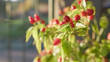 heiß Chili Pfeffer Pflanze im Kalabrien Bauernhof Anbau foto