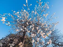 Mandel Blumen im das Neu Frühling Jahreszeit foto