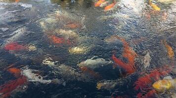 Fisch Wasser Natur japanisch Karpfen Koi Tier Teich Garten Japan rot See Hintergrund Wasser- draussen schön Orange schwimmen Asien Goldfisch Ente asiatisch Haustier Grün Gelb Landschaft Schwimmbad Park Wasserfall still foto