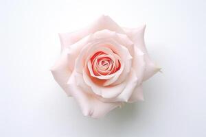ai generiert Rosa Rose auf Weiß Hintergrund foto