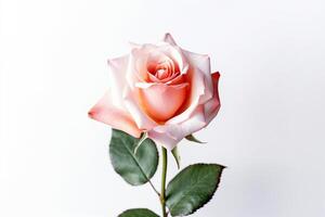 rosa Rose auf weißem Hintergrund foto