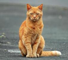 zufällig Katze Foto, Orange Katze foto