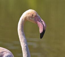 Flamingo Kopf schließen oben foto