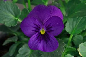 Makro Bild Stiefmütterchen Viola foto