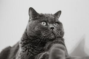 britisch kurzes Haar Katze Porträt auf ein Weiß Hintergrund foto