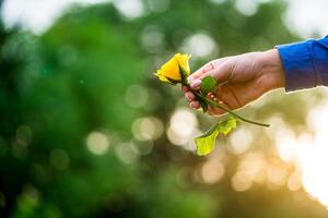 Mädchen Hände halten Gelb Rose. Gelb Rose Blume foto