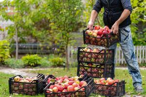 Mann stellen etwas Plastik Körbe voll mit reif rot Äpfel zusammen. Apfel Ernte. foto