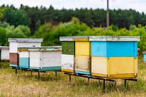 Nesselsucht mit Bienen im das Bienenstände auf das Stadtrand von das Wald.Wabe Zellen Nahansicht mit Honig. natürlich Bienenzucht. foto