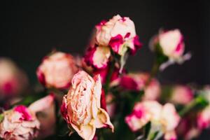 alt welk Weiß und Rosa Rosen auf das dunkel Hintergrund. ein Strauß von verblasst trocken Blumen. Nahansicht foto