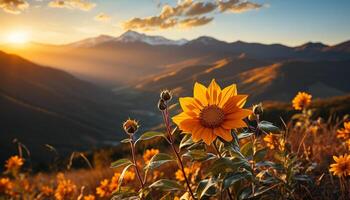 ai generiert Sonnenblume Wiese, beschwingt Blütenblätter, Natur Schönheit im ländlich Sonnenuntergang generiert durch ai foto