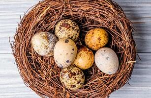 bunt Wachtel Eier mit Flecken im das Nest gemacht von Zweige. Vogel Nest mit gesprenkelt Wachtel Eier auf das grau Oberfläche. Nahansicht foto